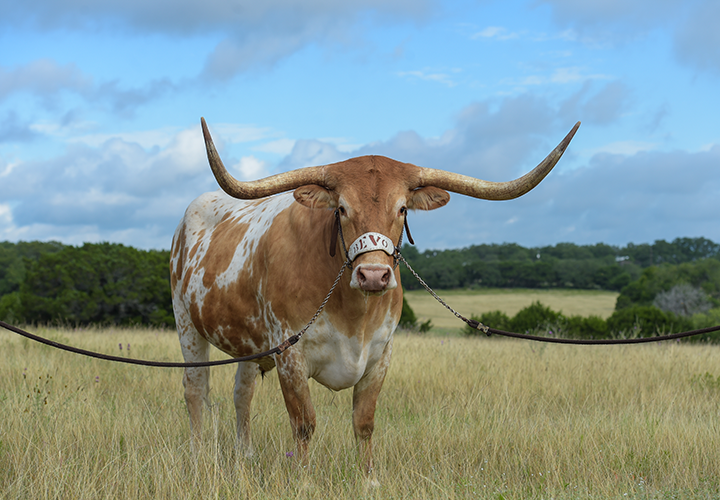 Bevo in a field